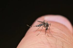 A dengue é transmitida pelo mosquito Aedes aegypti. FOTO: Fundação Oswaldo Cruz