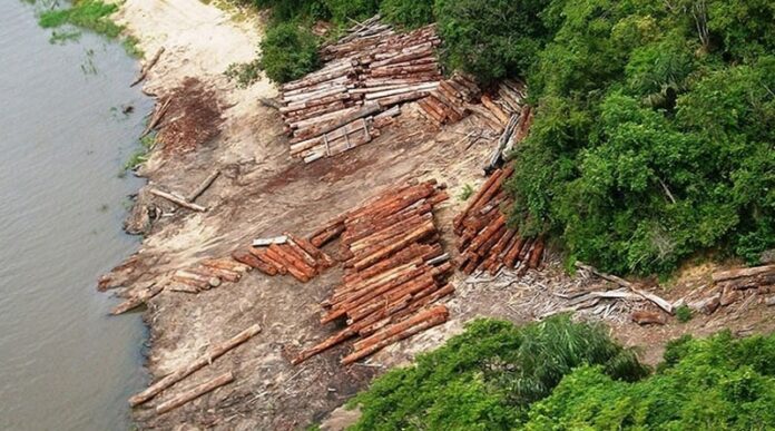 Um grupo europeu comprou uma fazenda maior que a cidade de São Paulo na Amazônia de forma irregular, segundo o Incra