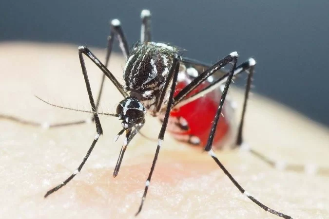 A Agência Nacional de Vigilância Sanitária (Anvisa) aprovou uma nova vacina contra a dengue, desenvolvida pela farmacêutica japonesa Takeda.