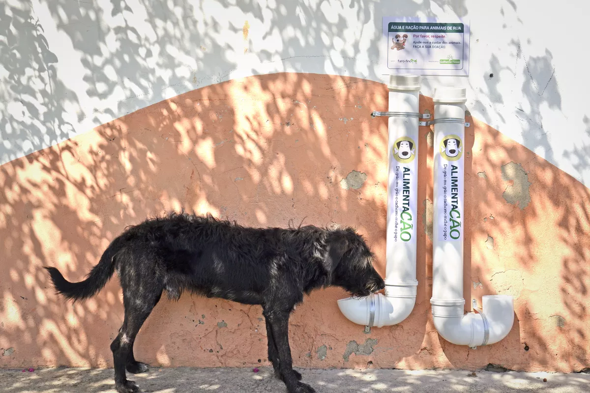 Você sabia? Impedir a alimentação de animais de rua é crime