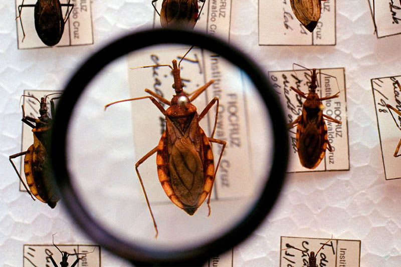Tudo indica que os ancestrais dos povos nativos, ao encontrar a doença, acabaram se adaptando a ela.