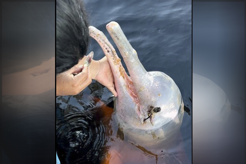A suspeita é que o animal tenha sido vítima de pesca ilegal, porém, até o momento, ninguém foi responsabilizado pelo incidente.