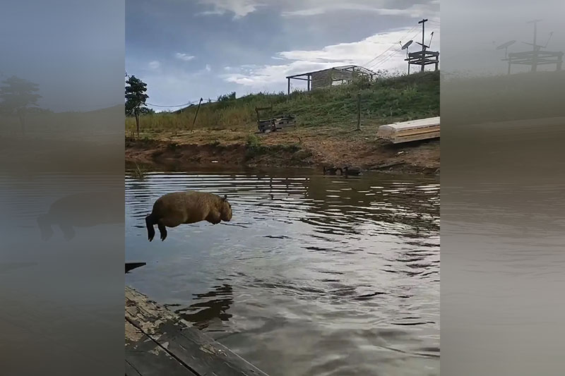 O Ibama planeja resgatar a capivara Filó, que atualmente está sob a guarda provisória do fazendeiro e influenciador Agenor Tupinambá, em Autazes (AM).