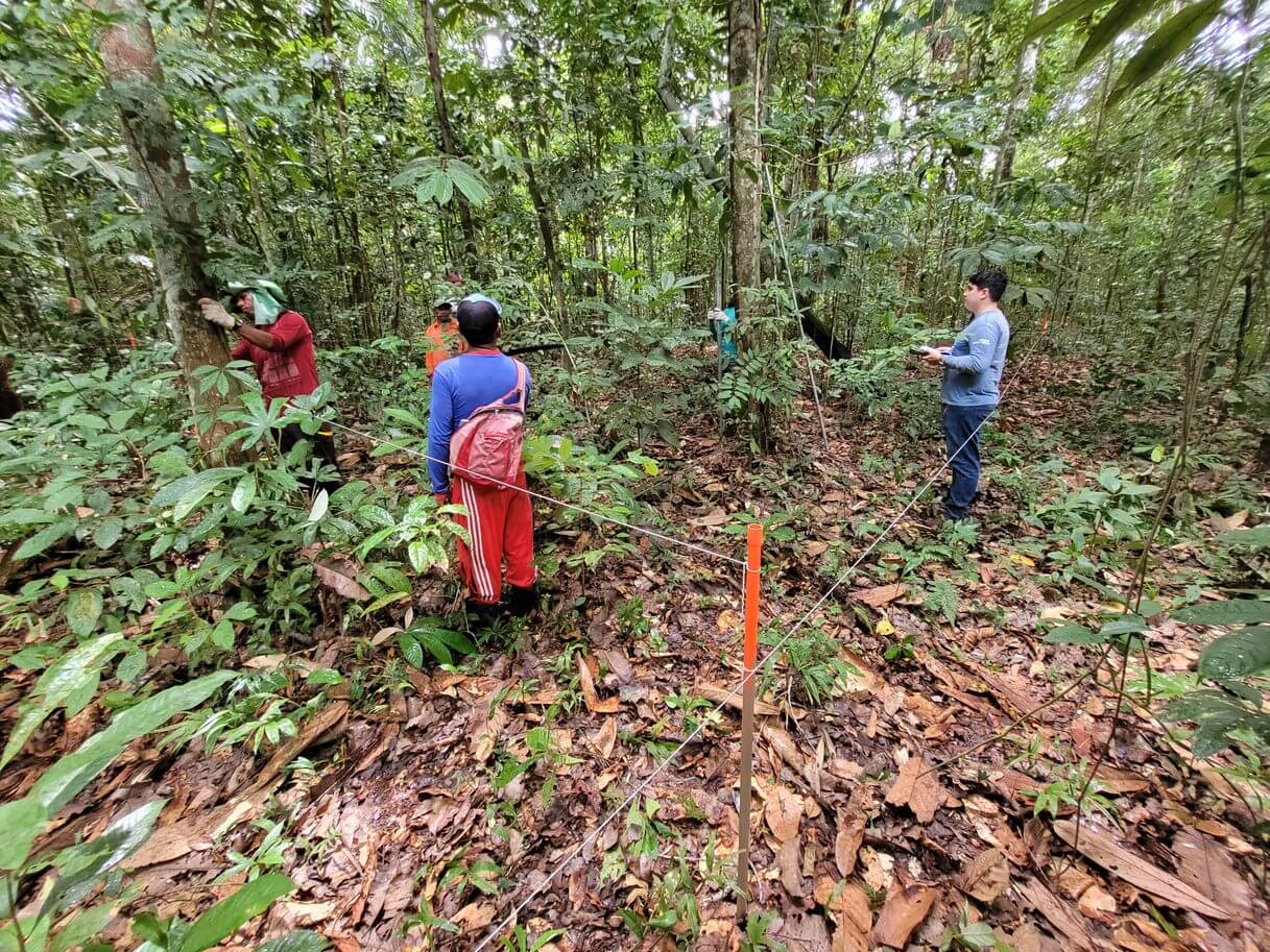 Pesquisadores monitoraram castanhas para obter dados que possam avaliar os impactos das mudanças climáticas na produção de castanhas.