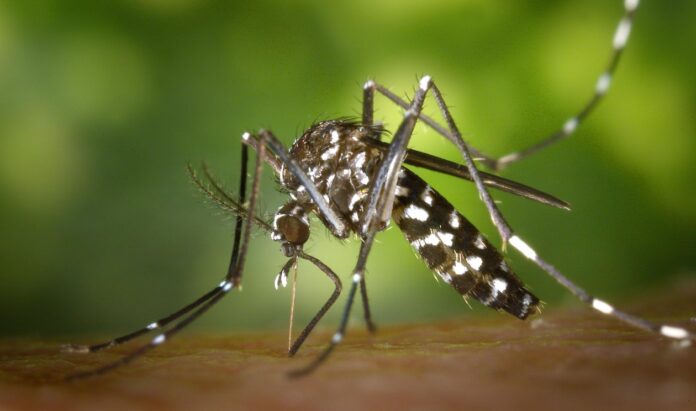 O mosquito Aedes aegypti é o transmissor do vírus da febre amarela. FOTO: Ministério da Saúde