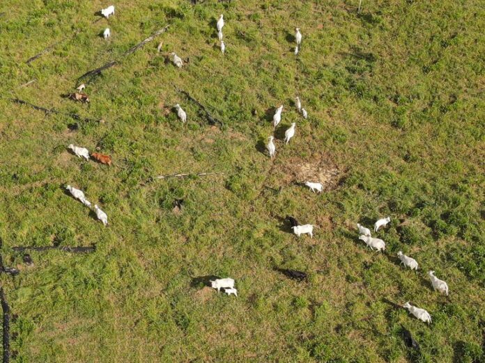Ibama aplica R$ 47 milhões em multas e embarga 7.400 hectares em operação contra desmatamento no AM