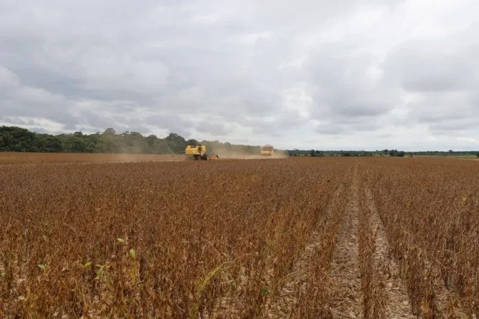 Medida visa prevenir a praga da Ferrugem Asiática nas plantações de soja