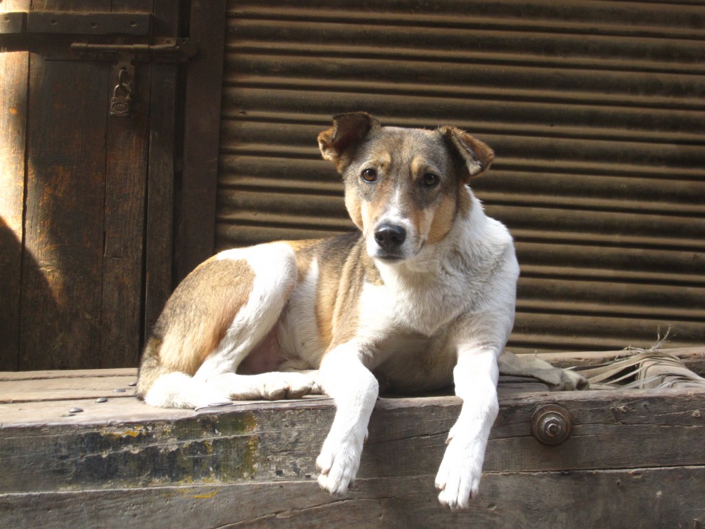 A lei é uma da série de leis que visam os direitos dos animais no último ano, no Amazonas. FOTO: Tudo Sobre Cachorros