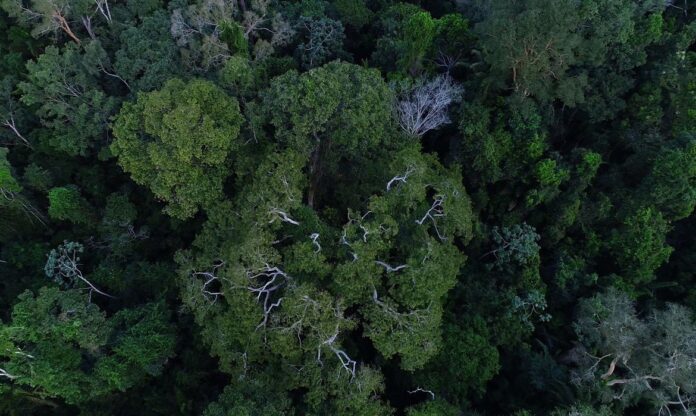 O objetivo da campanha é destacar o trabalho das mulheres que se dedicam à preservação da floresta amazônica