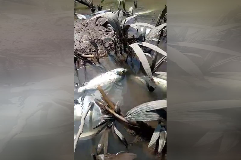 A prefeitura garantiu que morte de peixes ocorreu devido à seca.