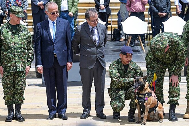 Recentemente algumas imagens compartilhadas nas redes sociais sugeriam que o cão Wilson estaria vagando por Huíla, na Colômbia.