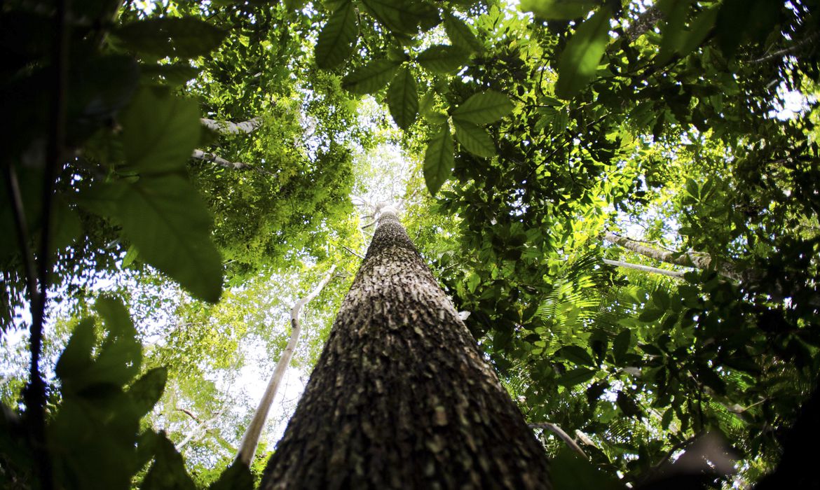 Floresta amazônica - centro de cooperação - amazônia