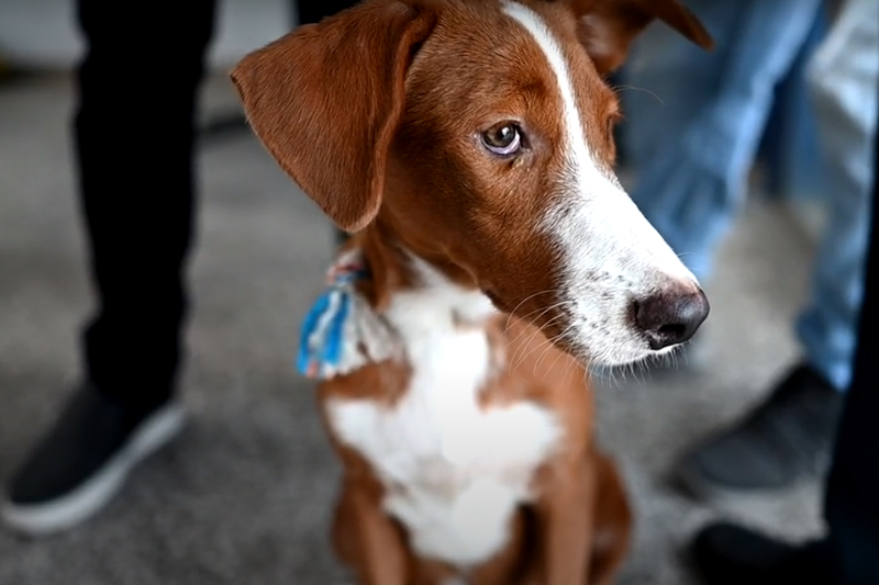 Um cão chamado Snoop, de 6 meses de idade, era induzido a fumar maconha, informou a deputada estadual Joana Darc.
