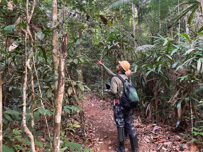 Na RDS do Juma, estão sendo monitoradas três trilhas de amostragem em regiões do rio Aripuanã. As trilahs de amostragem são uma das principais ferramentas de monitoramento de biodiversidade no Amazonas. FOTO: Divulgação/Sema