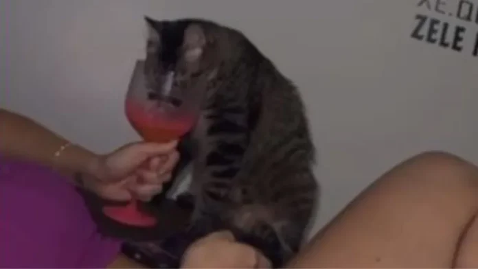 Servidora da Seap divulgou em uma rede social, um vídeo onde narra a ação de uma amiga dando bebida alcoólica a um animal doméstico.