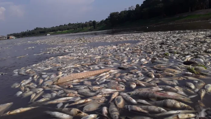No Amazonas, 15 cidades estão em estado de emergência devido à seca que causou a morte de peixes, botos e outros animais.