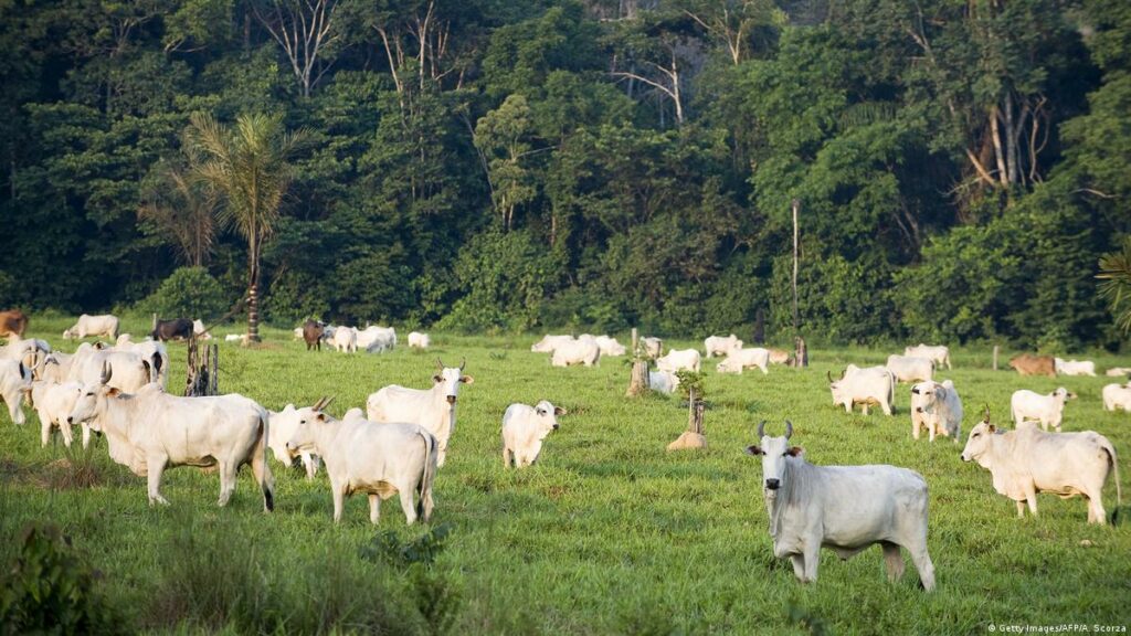A MapBiomas divulgou, no início deste mês, dados que revelam que a Amazônia ultrapassou o Cerrado em área de pasto no Brasil.