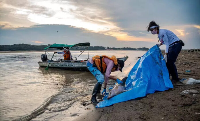 Mais de 10% dos botos do Lago Tefé já morreram por conta da seca na Amazônia.