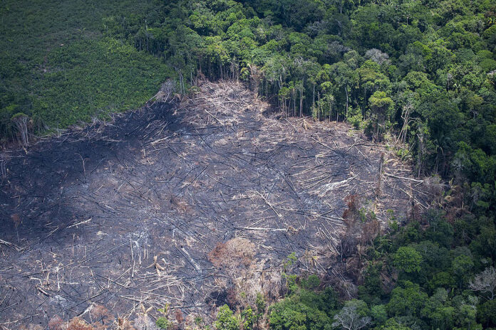 Florestas naturais do Brasil estão sendo afetadas pelo desmatamento e queimadas ilegais.