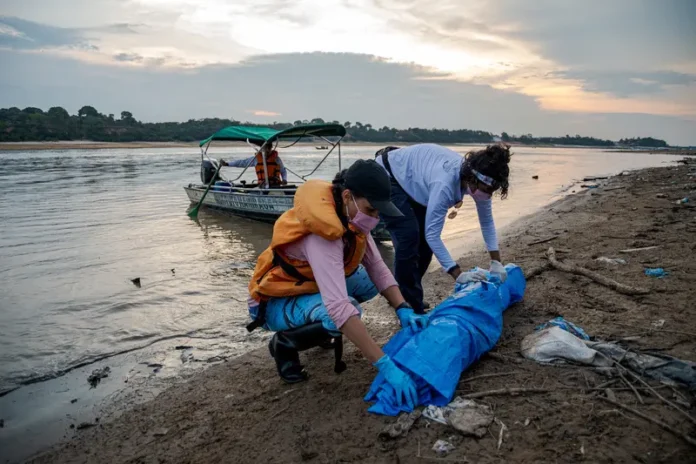 Desde o dia 23 de setembro, mais de 100 botos vermelhos e tucuxis foram encontrados mortos no Lago Tefé