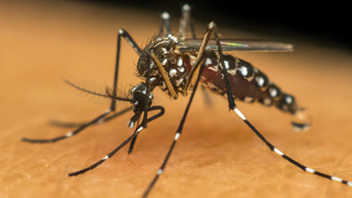 Aedes aegypti, conhecido também como o mosquito da dengue.