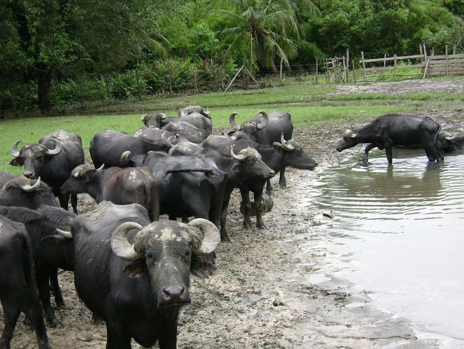 Com altos índices de desmatamento e poluição, o Amazonas registra, baixos índices na qualidade do ar.