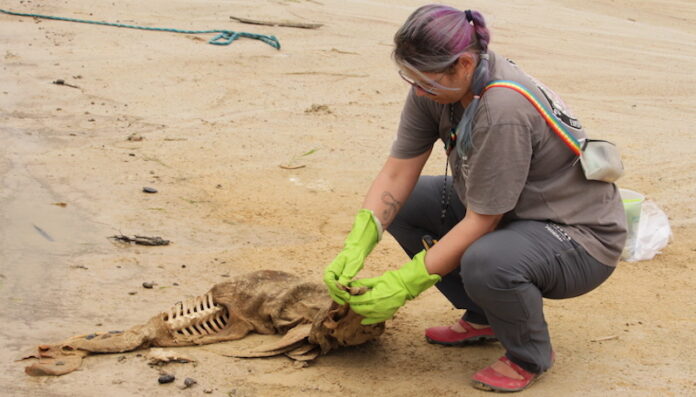 Mais de 70 botos foram encontrados mortos no lago Coari, no interior do Amazonas.