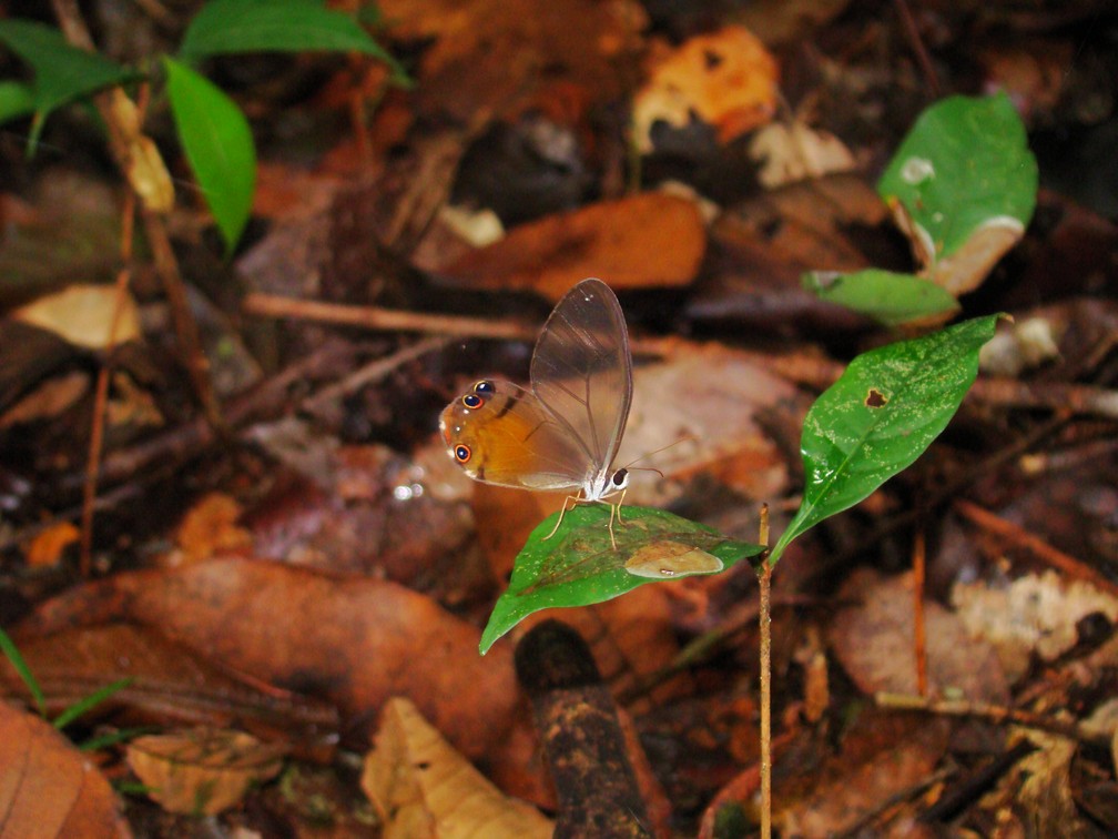 Cithaerias andromeda, uma das borborletas amazônicas que tem 