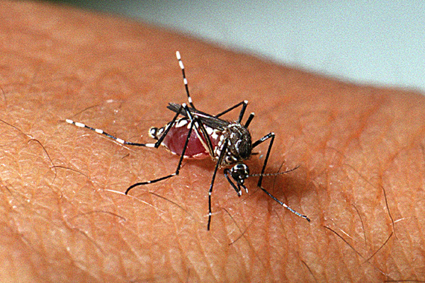 Aedes aegypti, transmissor de doenças tropicais como dengue, zika e chikungunya.
