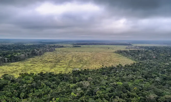 Desmatamento na Amazônia é o principal fator para degradação florestal.