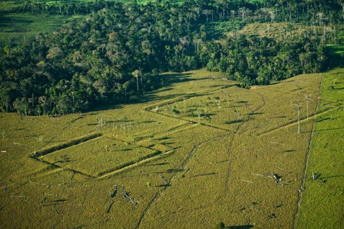 Sítios arqueológicos indicam impacto das civilizações indígenas na Floresta Amazônica
