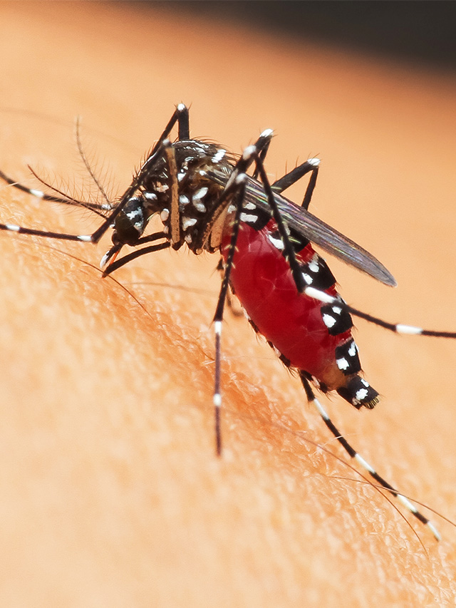 O que são Arboviroses, e por que são motivo de Preocupação no Amazonas?