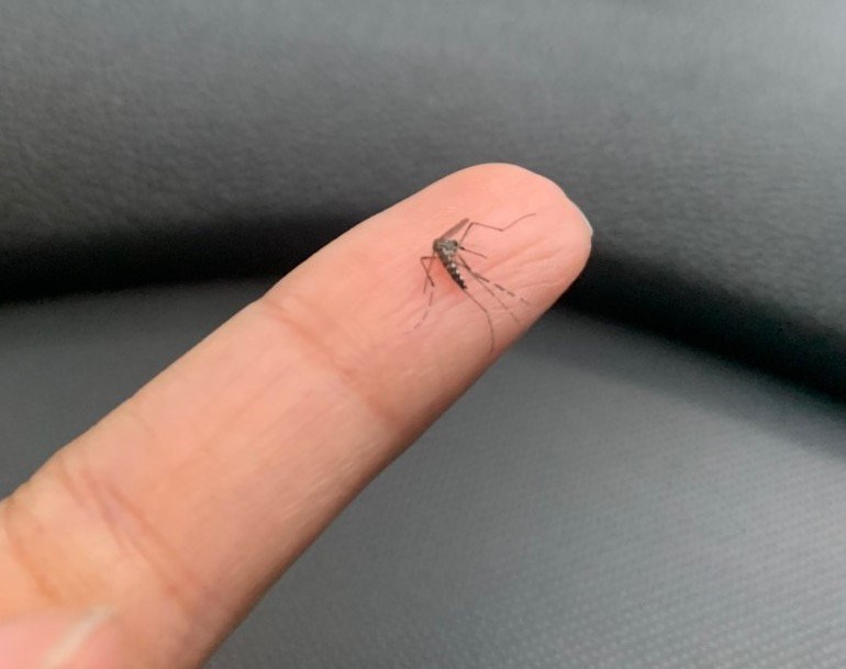 Mosquito Aedes aegypti, transmissor de doenças como dengue, zika e chikungunya.