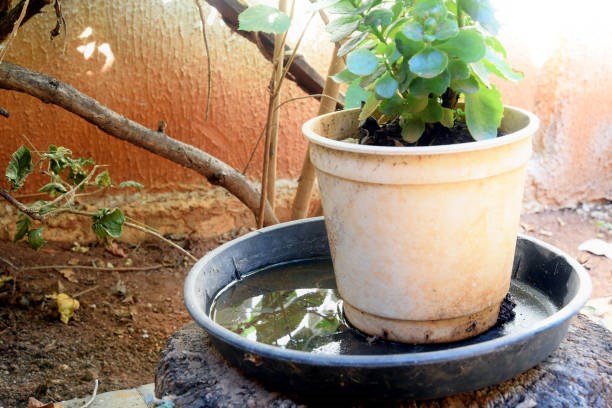 Vaso de plantas com água parada, um dos maiores fatores de risco para a transmissão do vírus da febre Oropouche. 