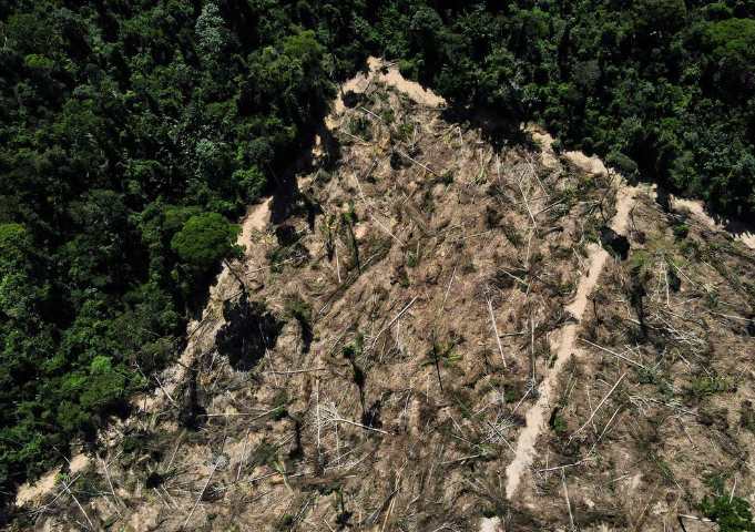 Floresta Amazônica pode colapsar em 2050