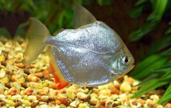 Pacu prata, uma das variações do peixe encontrado na Irlanda.