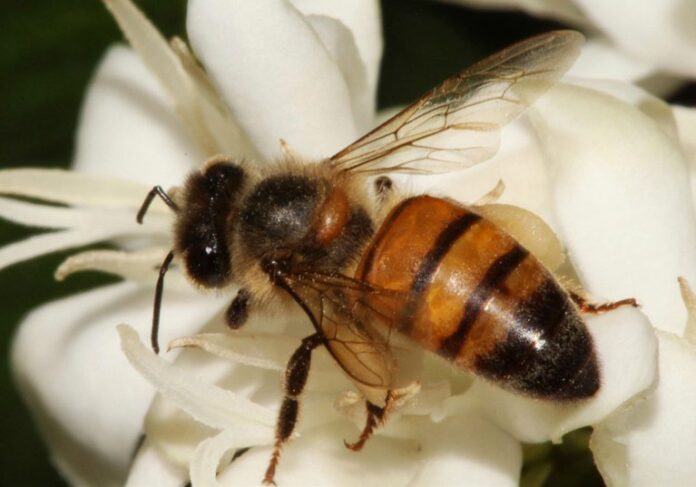 O Ibama anunciou restrições ao uso de agrotóxicos à base de tiametoxam em culturas agrícolas no Brasil.