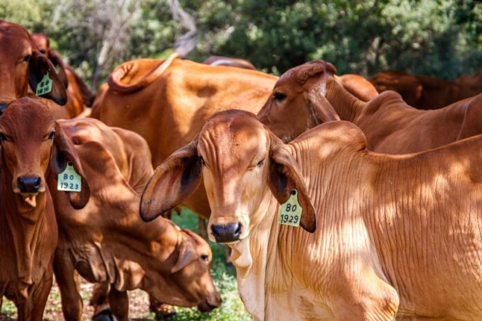 Nenhum frigorífico no Amazonas demonstrou controle efetivo para assegurar que a carne que comercializam não provém de áreas desmatadas