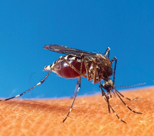 Conforme o Ministério da Saúde, 74,8% dos criadouros do mosquito da dengue estão nas casas