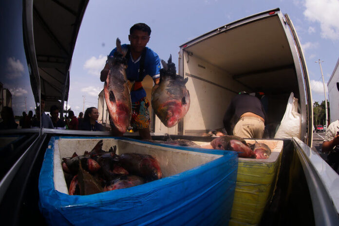 Mais de 360 toneladas de peixe foram doados para 375 instituições assistenciais do Amazonas, beneficiando 130 mil pessoas na Semana Santa.