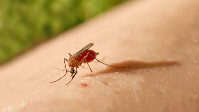 Mosquito do gênero Culicoides, transmissor da febre oropouche.