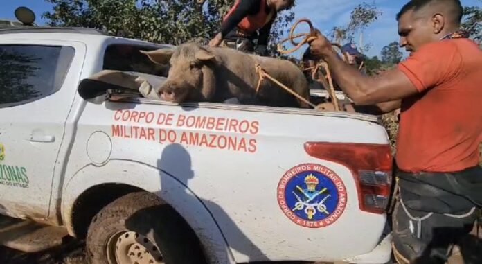 Equipe de resgate do Amazonas é formada por bombeiros especializados do CBMAM.