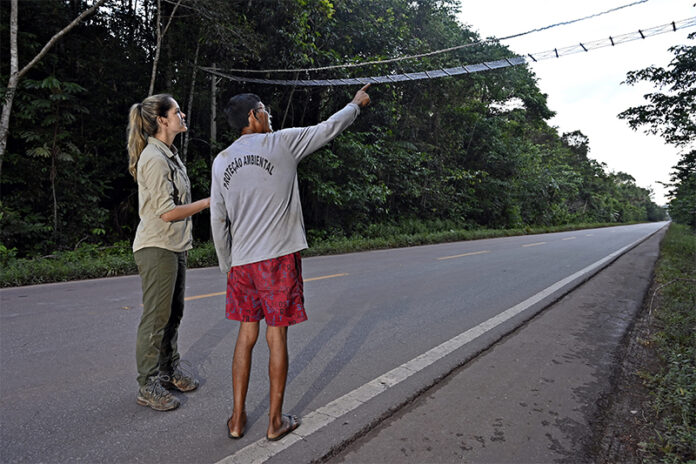 A bióloga Fernanda Abra, de 37 anos, foi premiada na edição 2024 do Prêmio Whitley, considerado um Oscar Ambiental.