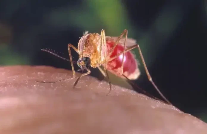 Ministério da Saúde alerta quanto à disseminação da febre oropouche, doença parecida com dengue (Foto reprodução)