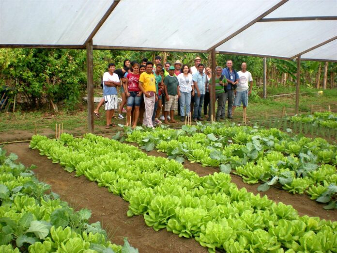 Idam está levando o curso de produção de hortaliças para várias zonas de Manaus.