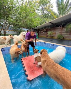 Hotel para cães