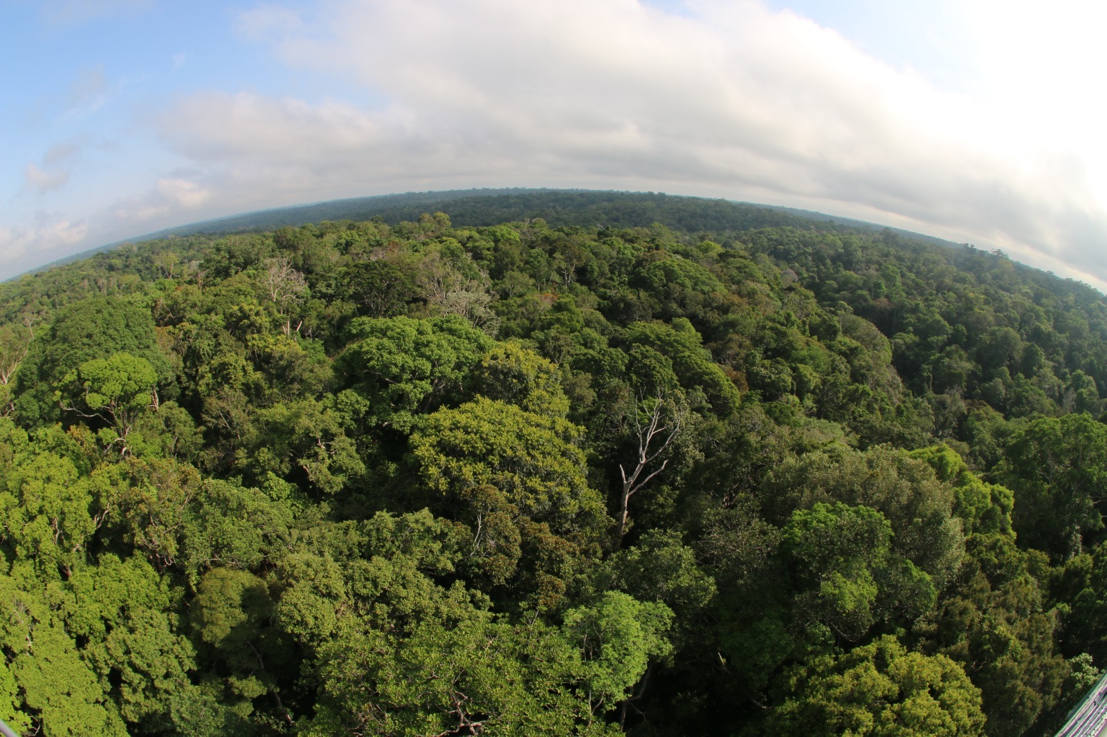 Em um ano, a redução do desmatamento da amazônia cai 46,9%