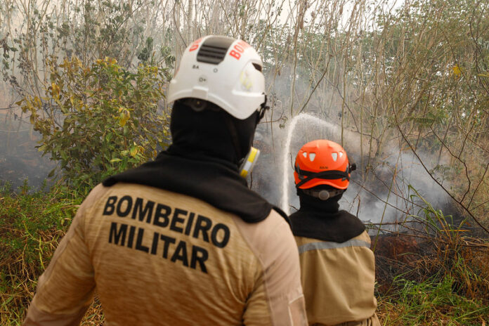 Crimes ambientais: Amazonas realiza 186 prisões