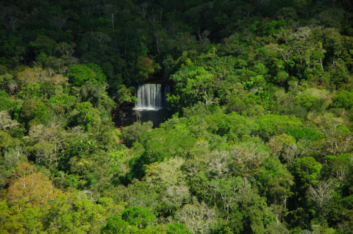 Medidas recomendadas pelo MPF buscam combater a exploração ilegal de madeira dentro de campos preservados da Amazônia.