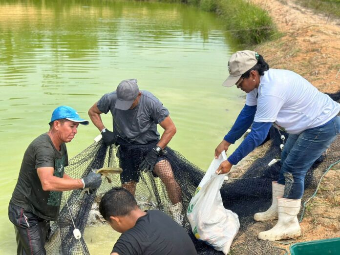 O Governo do Amazonas, por meio da ADS, realizará a 1ª edição especial do Feirão do Pescado, entre os dias 29 de novembro e 1º de dezembro.